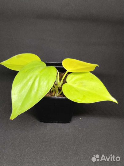 Эпипремнумы, сциндапсусы, филодендроны