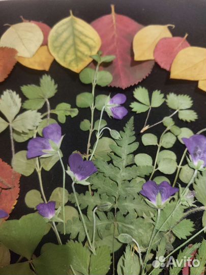 Сухоцветы для творчества