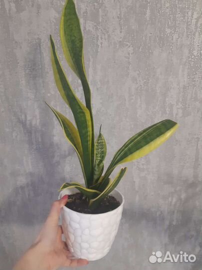 Сансевиерия