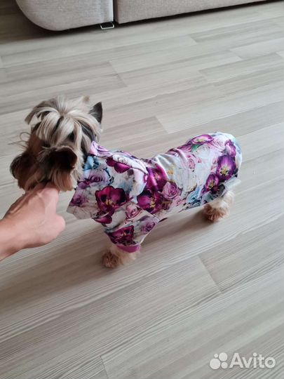 Одежда для собак
