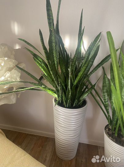 Сансевиерия