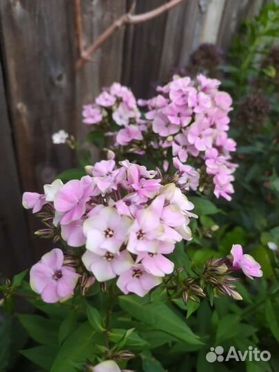 Флоксы сортовые