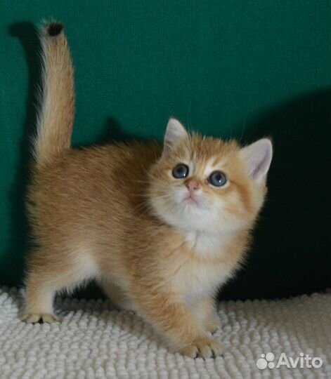 Золотые, с прививками