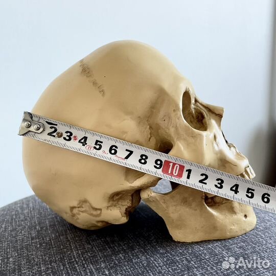 Череп реалистичный
