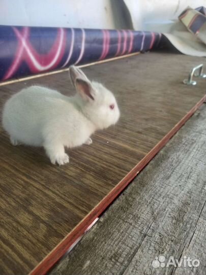 Калифорнийские кролики