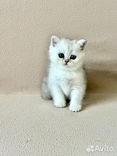 Британские котята