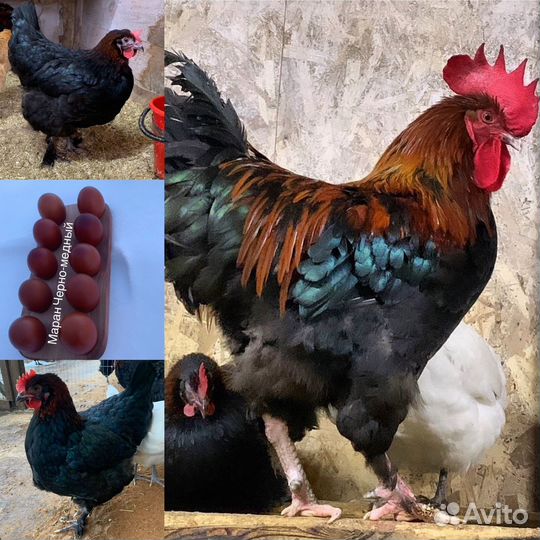 Инкубационное яйцо