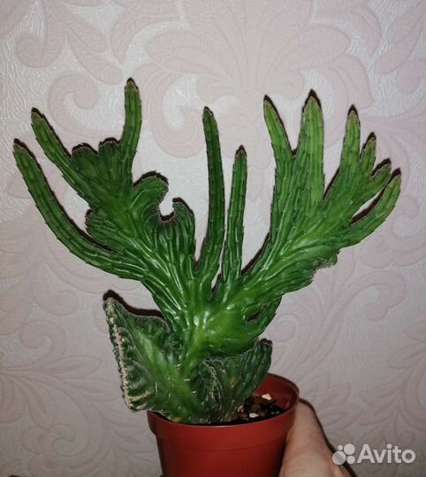 Суккулент Стапелия Линдерсиае Кристата