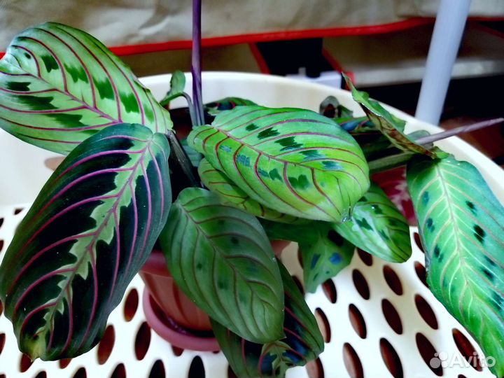 Маранта триколор