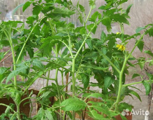 Рассада помидор