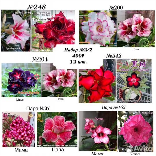 Адениум (Роза пустыни) свежие семена