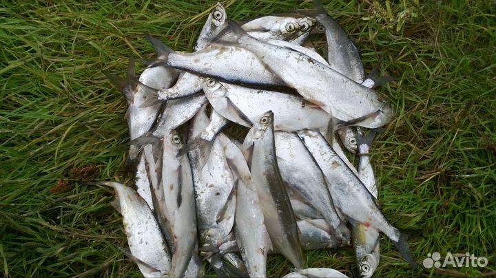 Снасть для ловли чехони. Идеальная резинка