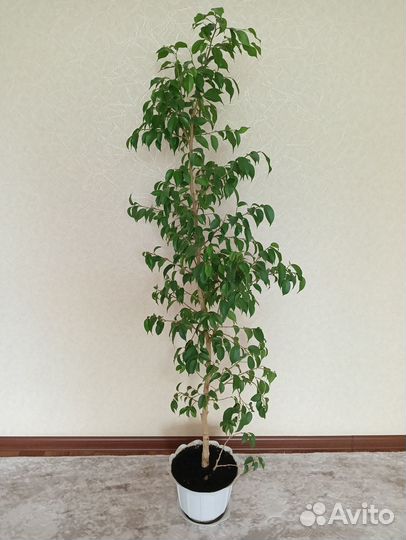 Комнатные растения цветы