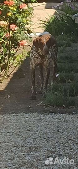 Собаки бесплатно в добрые руки