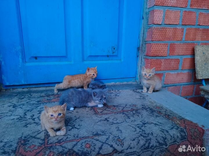 Кошка котята
