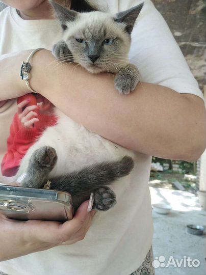 Тася в добрые руки