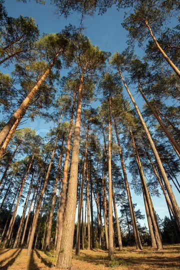 Участок 6,5 сот. (ИЖС)