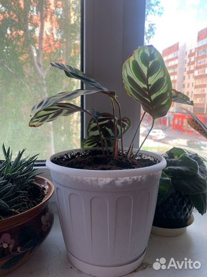 Цветы домашние в горшках