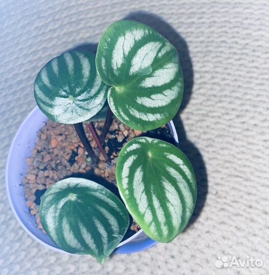 Пеперомии сортовые