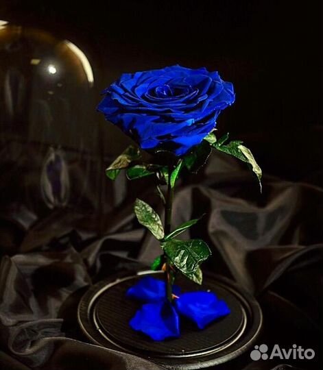 Роза в колбе