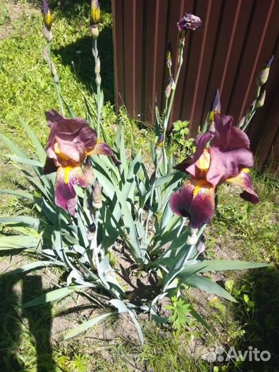 Ирисы крупные