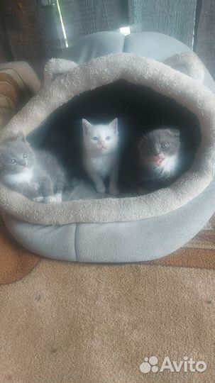 Кошка и котята