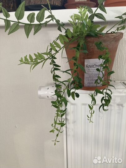 Черенки Aeschinanthus japhrolepis