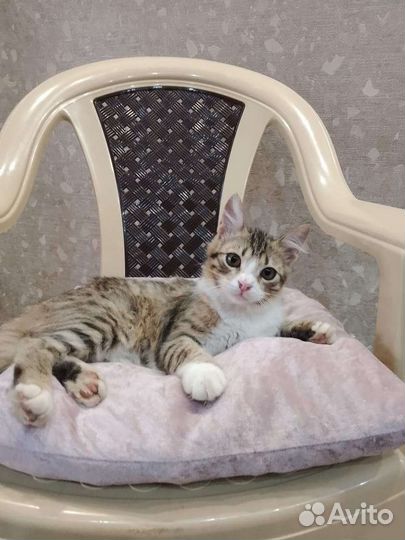 Котенок мальчик в добрые руки