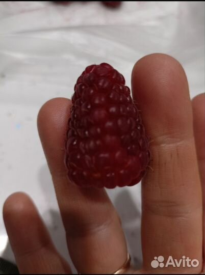 Ремонтантная малина Атлант