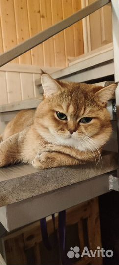 Вязка ищем кошечку