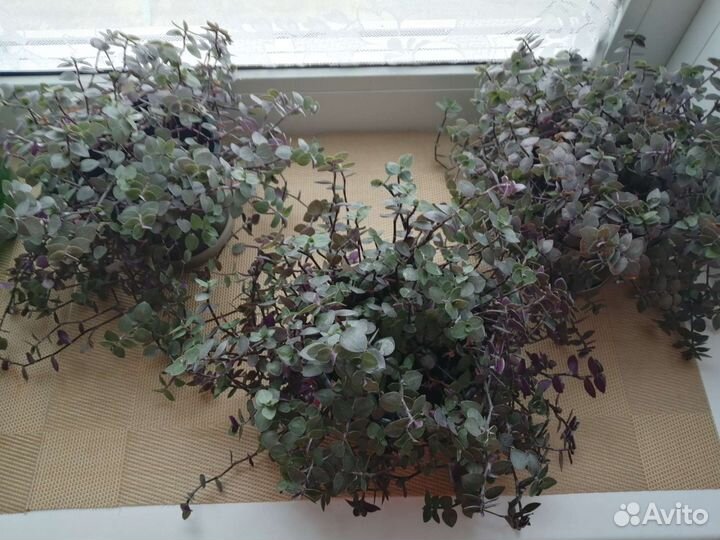 Каллизия ползучая