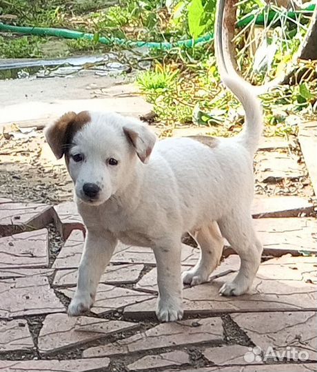 Отдам в добрые руки