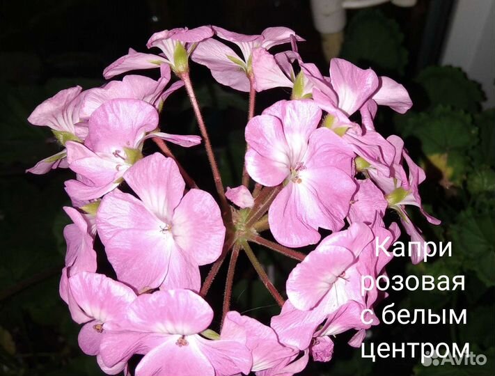 Пеларгония