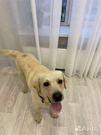 Лабрадор в добрые руки