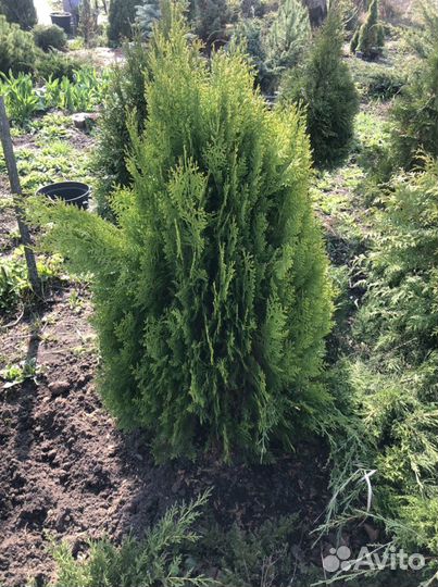 Туя восточная Ауреа Нана