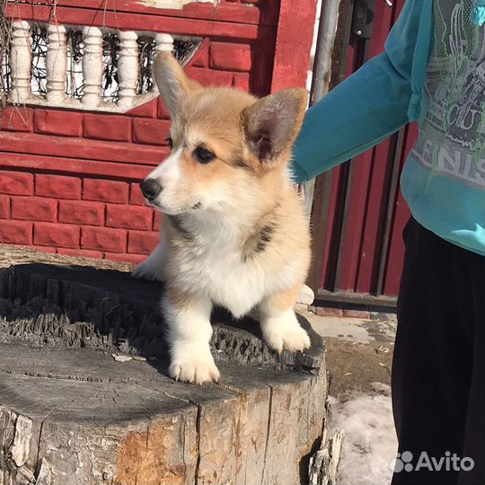 Малыши корги