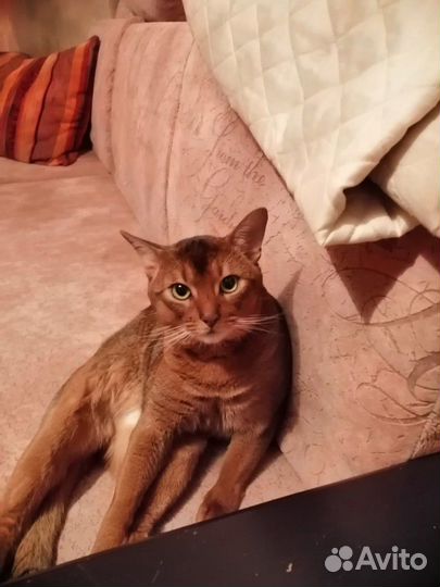 Абиссинская