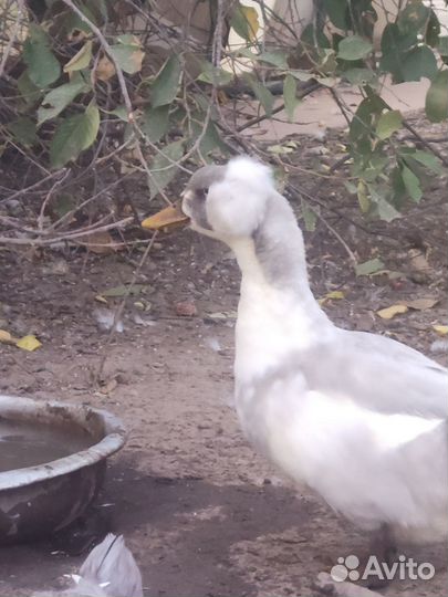 Продам селезня