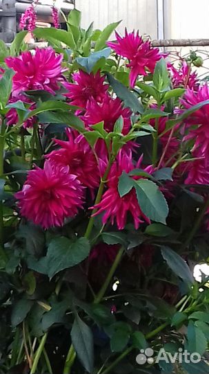 Георгины (куст)