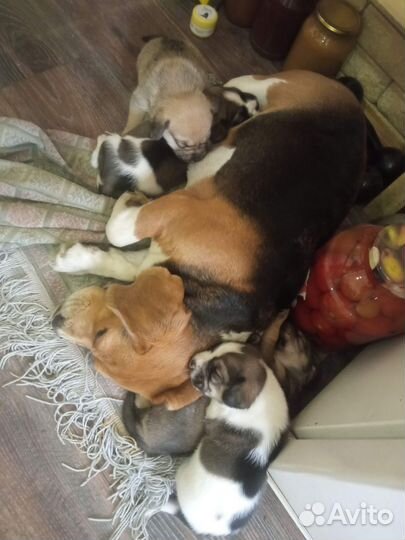 Щенки бигль