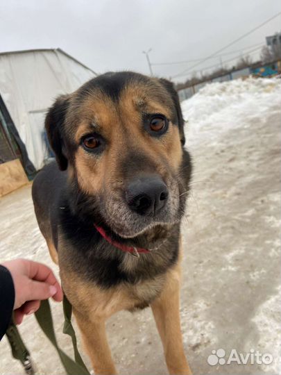 Эти глаза. Как много боли в них