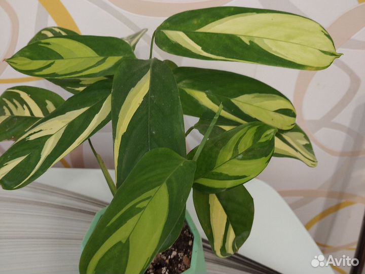 Ктенанта,филодендроны