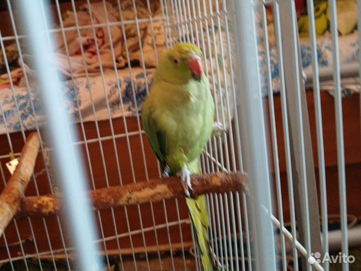 Ожереловый попугай