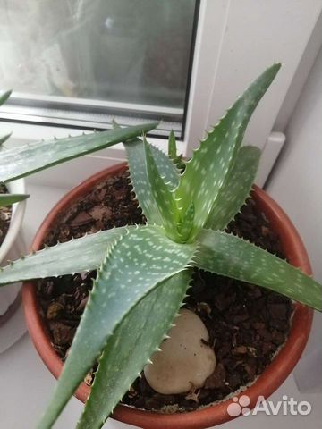 Цветы алое вера