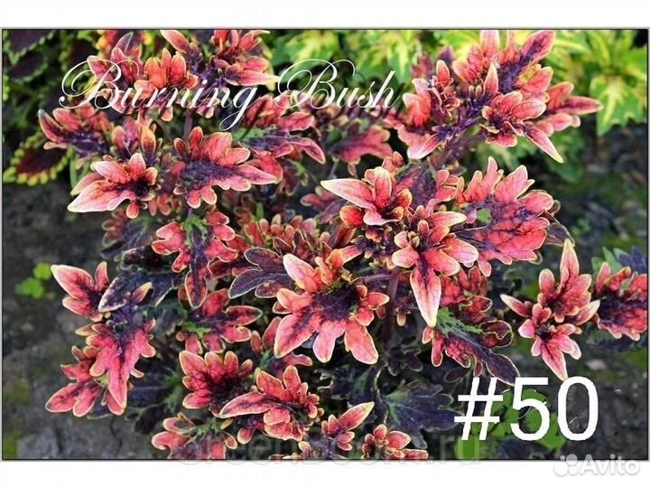 Колеусы вегетативные, сортовые, крапивка