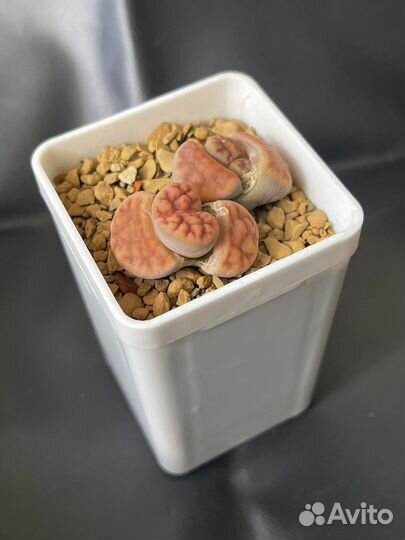 Семена суккулентов