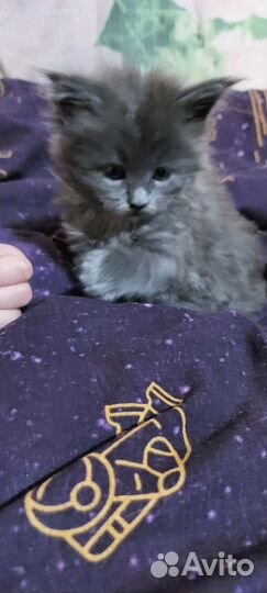 Мейн-кун котенок