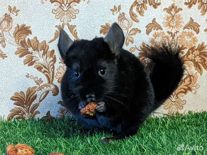Шиншиллы малыши