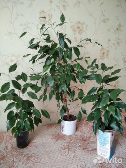 Фикус бенджамина, фикус кинки, замиокулькас
