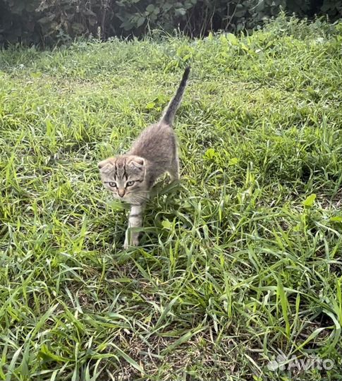 Шотландский вислоухий котенок мальчик бесплатно